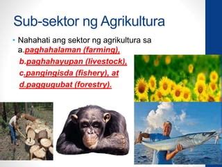 paggugubat drawing|Aralin 2 Sektor sa Agrikultura .